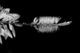 Photography--Black & White-FloralSpring Awakening 5
