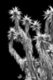 Photography--Black & White-NatureBalboa Park 8