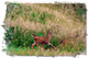 Photography--Color-AnimalsBlacktail Fawns