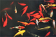 Photography--Color-AnimalsOld Town Koi