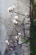 Photography--Color-NatureOld Town Garden Blossoms