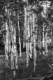 Photography--Black & White-NatureAspens Convene