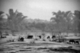 Photography--Black & White-AnimalsWater Buffalo