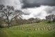 Photography--Color-LandscapeVineyard #1, Sonoma Valley, 2006