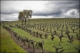 Photography--Color-LandscapeVineyard #2, Sonoma Valley, 2006