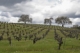 Photography--Color-LandscapeVineyard #4, Sonoma Valley, 2006