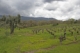 Photography--Color-LandscapeVineyard #5, Sonoma Valley, 2006
