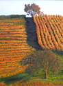 Crown Oak Vineyard