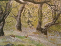 Meadow Oaks