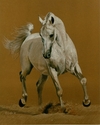 The Sheik