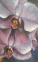 1602 (thumbnail)
