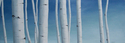 Beyond Birch 2