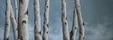 Birch Trees