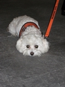 Gallery Mascot 