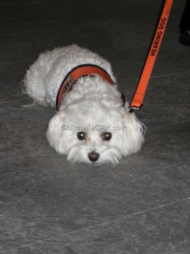 Other-Gallery Mascot 