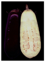 Aubergine (thumbnail)