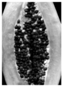 B%26W%20Papaya (thumbnail)