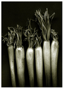 B%26W%20Scallions (thumbnail)
