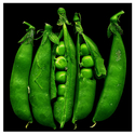 Give%20Peas%20a%20Chance (thumbnail)