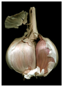 Gorgeous%20Garlic (thumbnail)