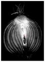 Interior%20Onion (thumbnail)