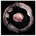 Shroom (thumbnail)