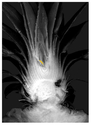 Strange%20Bird (thumbnail)