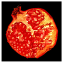 Pom%20Red (thumbnail)