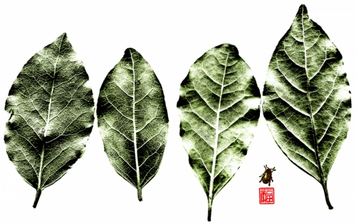 Backyard Nature Prints