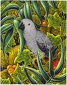Chesty (Congo African Grey)