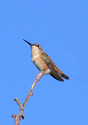Rufous Hummingbird (Selasphorus rufus)
