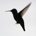 Hummingbird Eclipse