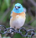 Having a Bad Hair Day