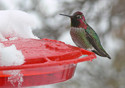 Winter Refuge