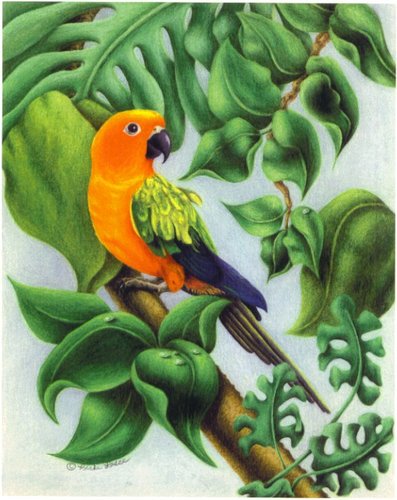 Grian the Sun Goddess (Sun Conure)