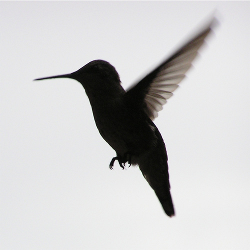 Hummingbird Eclipse