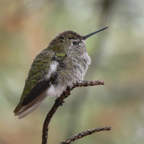 Drying Off