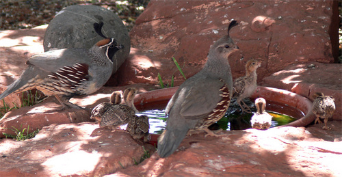 Quail Family Goes For a Swim