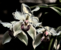 Orchidées (2010)