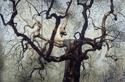 Olive%20Tree (thumbnail)
