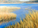 Nissequogue%20Marsh (thumbnail)