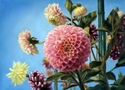Dahlias%20in%20Bloom (thumbnail)