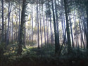 Ray%20of%20Light%20II (thumbnail)