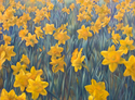 Spring%27s%20Welcome (thumbnail)