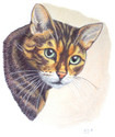 Leo Leo (thumbnail)