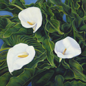 Jean Talbott - Calla Lilies