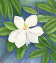 Painting--Watercolor-BotanicalMagnolia