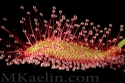 Drosera%20Capensis (thumbnail)