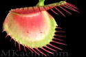 matt kaelin - Dionaea Muscipula