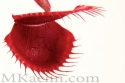 matt kaelin - Floral Photography Carnivorous Plant - Floral Photography